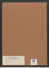 Navicula sp. e (de-Toni-Nr.: Genus 1) Zeichnungen Sammlung Grunow Mappe 00730 (Herbarium_W_Grunow_drawings_Folder_00730)